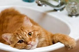 How to Bathe a Cat
