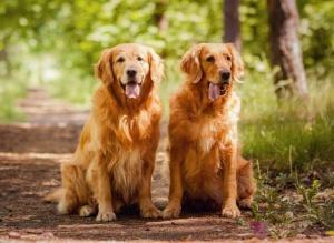 What Every Pet Owner Should