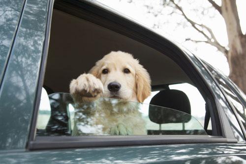 Holiday Travel Tips for
