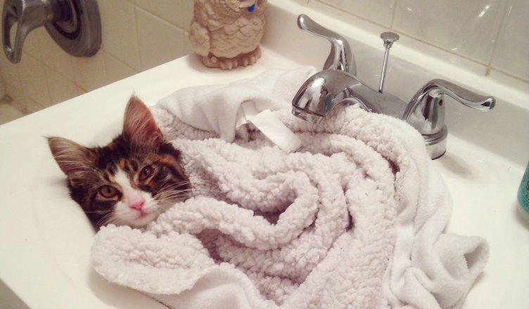Купание кошек
